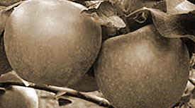 Contessa Rossa